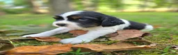 English Springer Spaniel dogs for sale: Liberty  - Ad 24