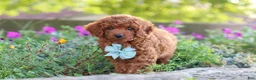 Miniature Poodle dogs for sale: Jude - Ad 3