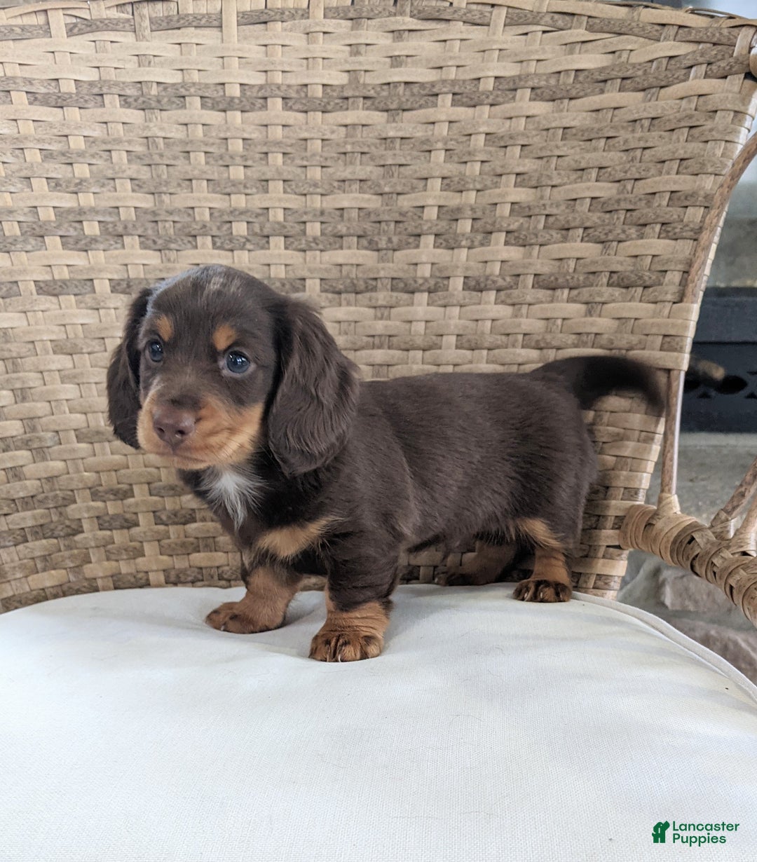 Miniature Dachshund dogs for sale: Coco - Ad 8