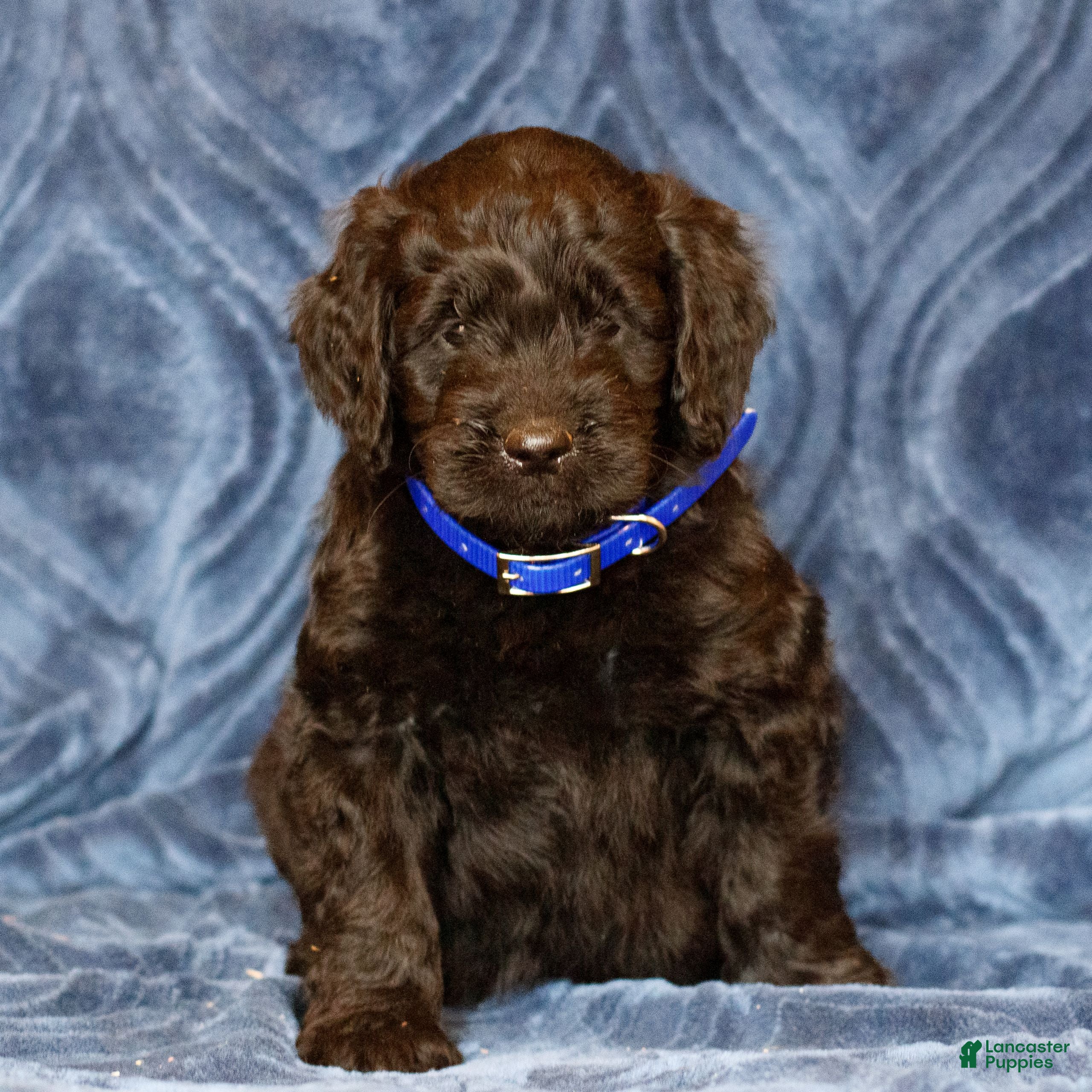 Mini Goldendoodle dogs Kadon  - Ad 1