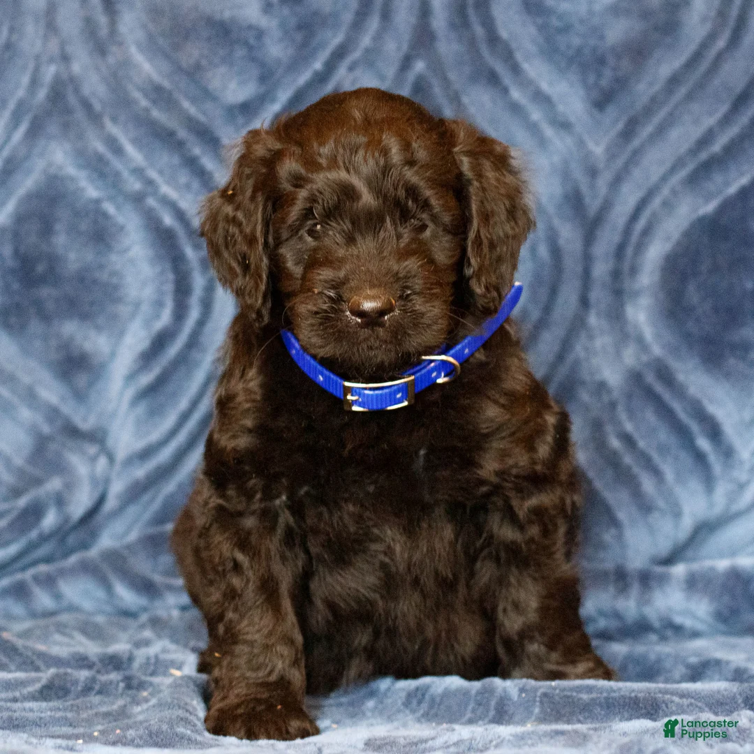 Mini Goldendoodle dogs for sale: Kadon  - Ad 1