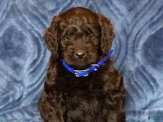 Mini Goldendoodle dogs for sale: Kadon - Ad 4