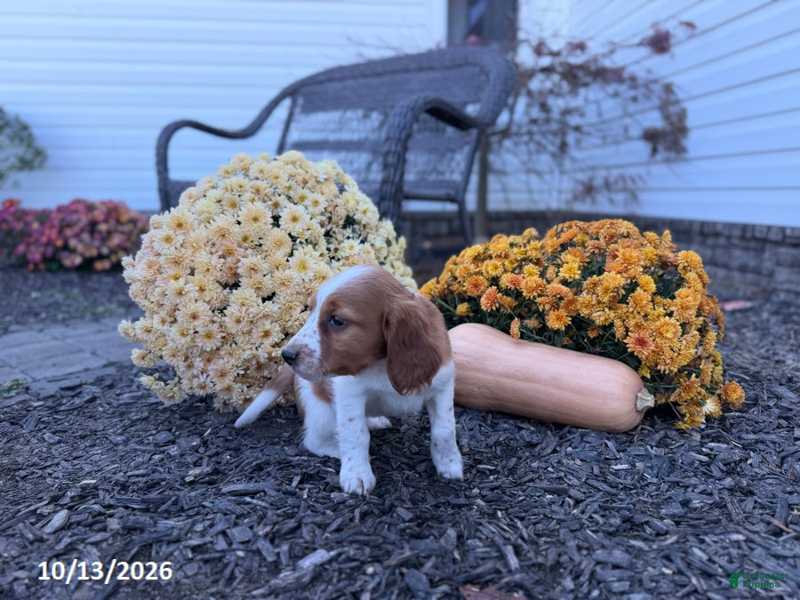 Welsh Springer Spaniel dogs for sale: Lady - Ad 2