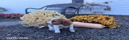 Welsh Springer Spaniel dogs for sale: Lady - Ad 2