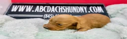 Dachshund dogs for sale: Import - Ad 25
