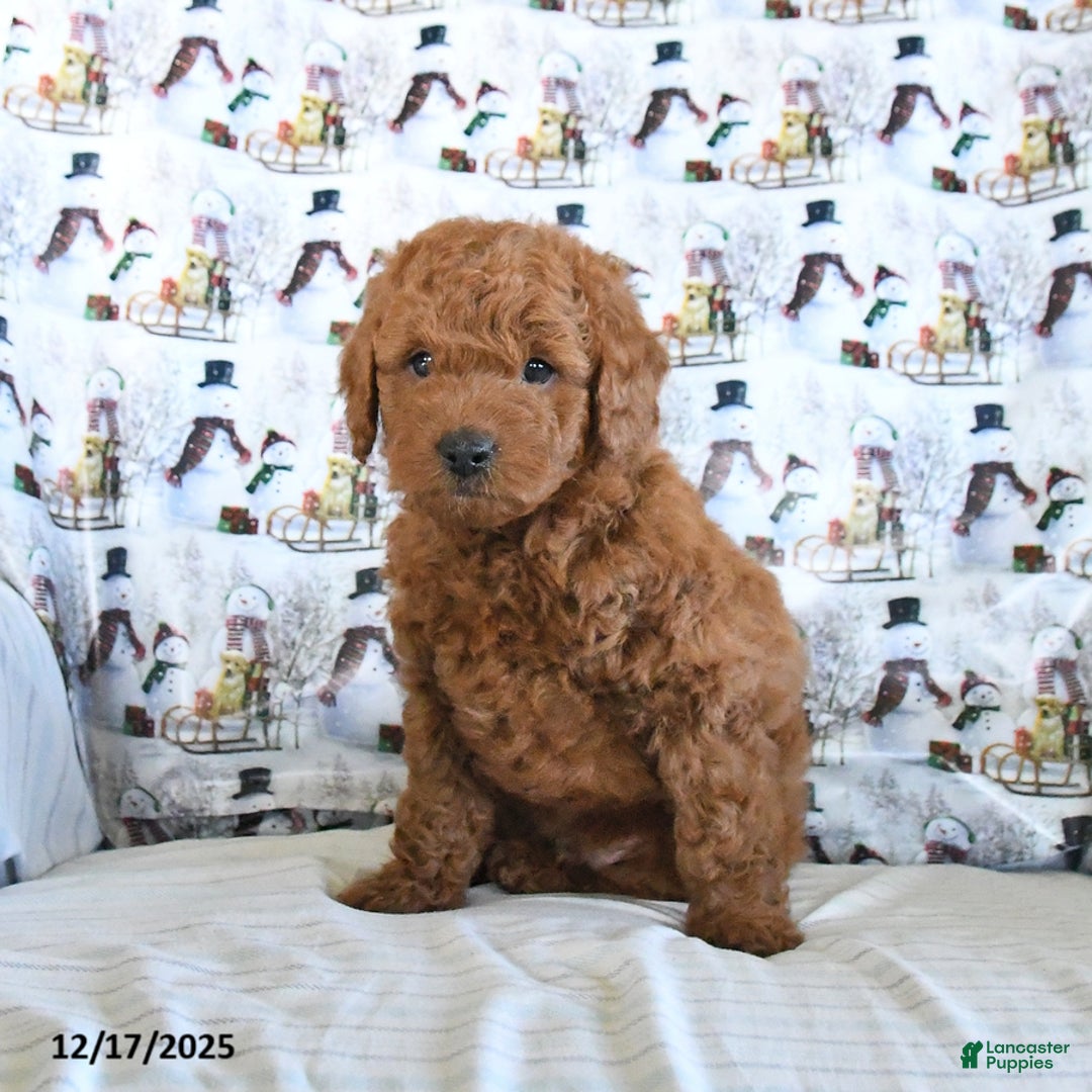 Mini Goldendoodle dogs for sale: Flash - Ad 4