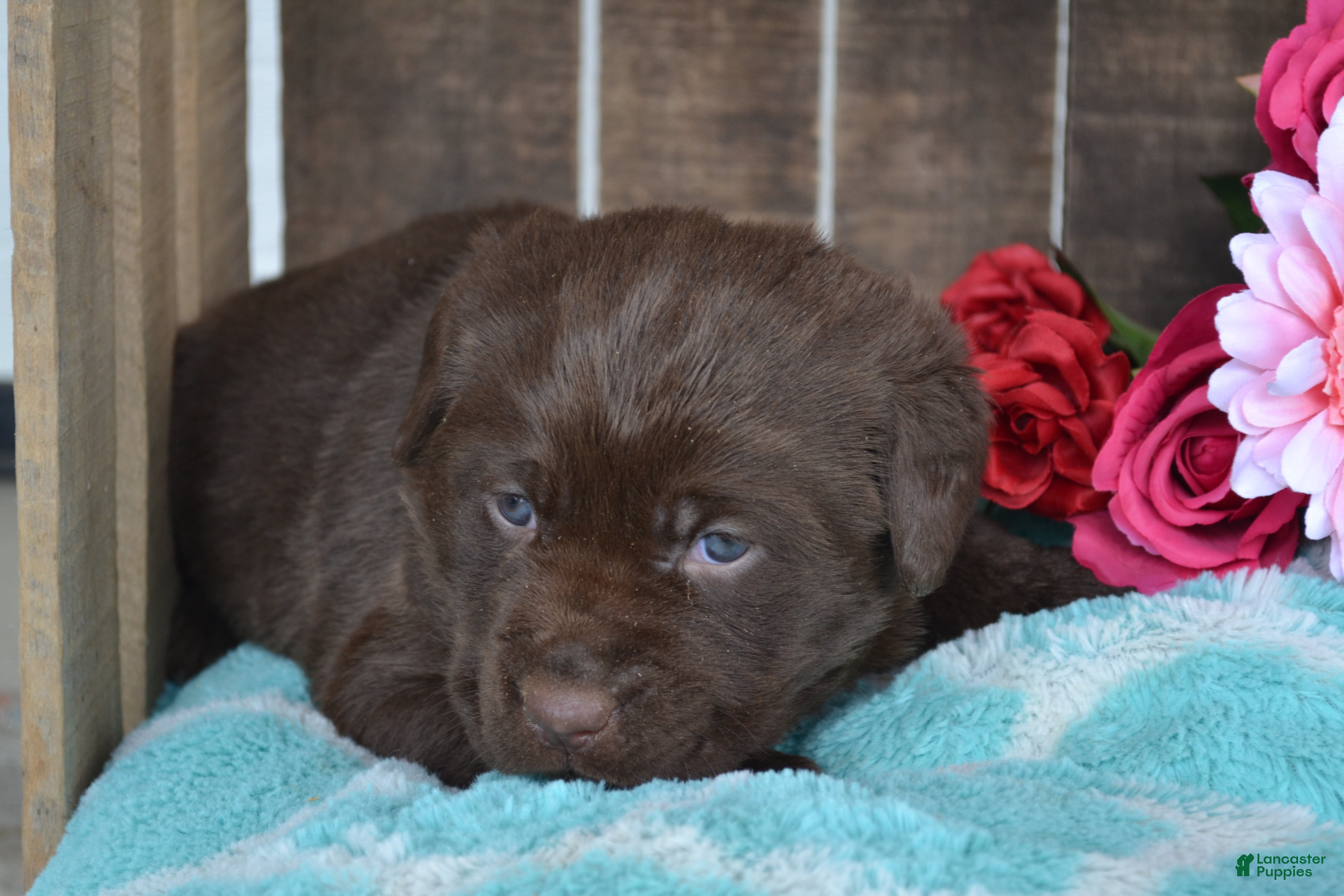 Labrador Retriever dogs Lizzie - Ad 19