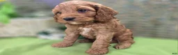 Cockapoo dogs for sale: Cashmere - Ad 11