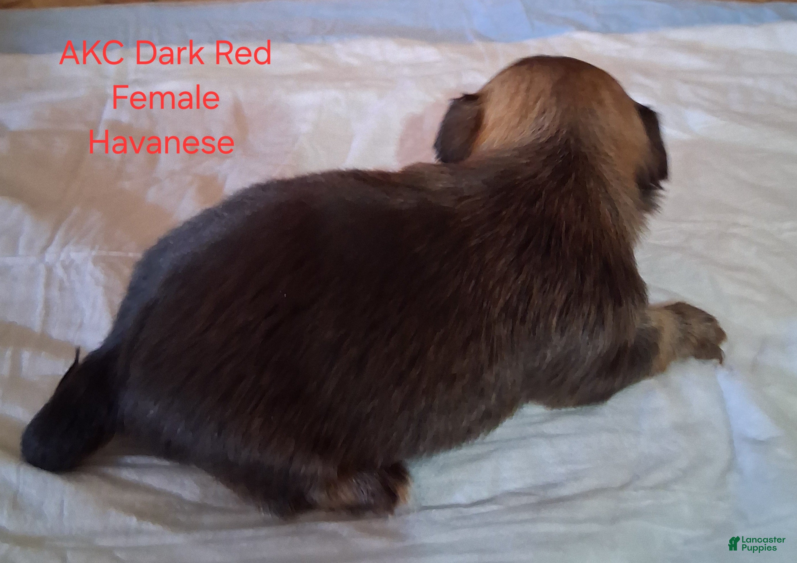 Havanese dogs Dark Red Female Havanese  - Ad 1
