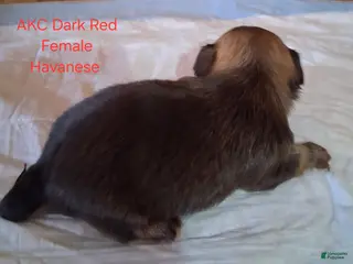 Havanese dogs for sale: Dark Red Female Havanese - Ad 3
