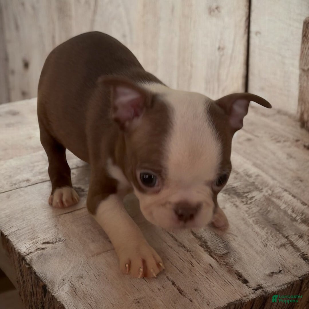 Boston Terrier dogs for sale: Boston Terrier Puppy 2 - Ad 1