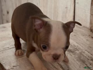 Boston Terrier dogs Boston Terrier Puppy 2 - Ad 27