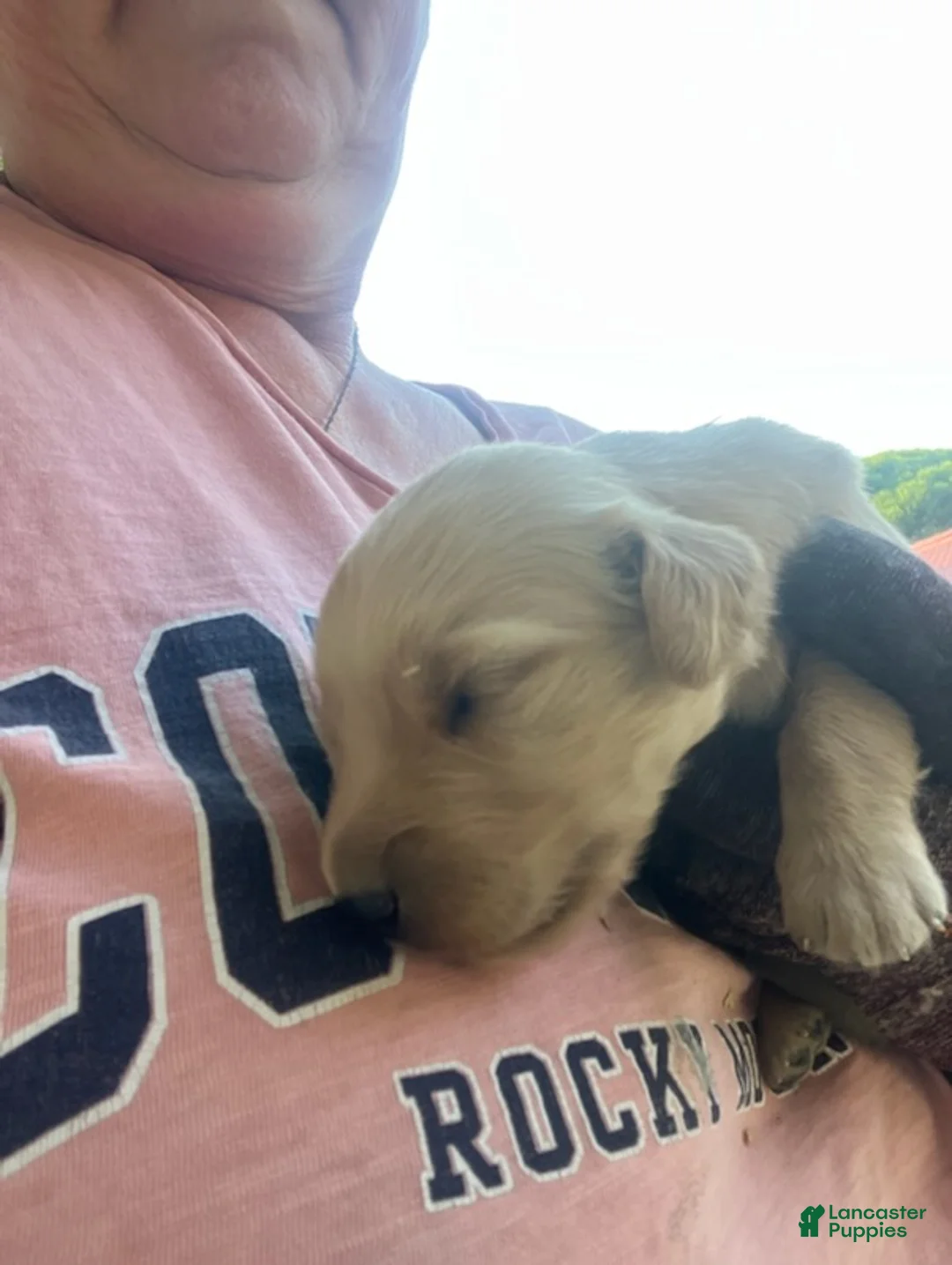 Golden Retriever dogs for sale: Golden Retriever Male 1 - Ad 1