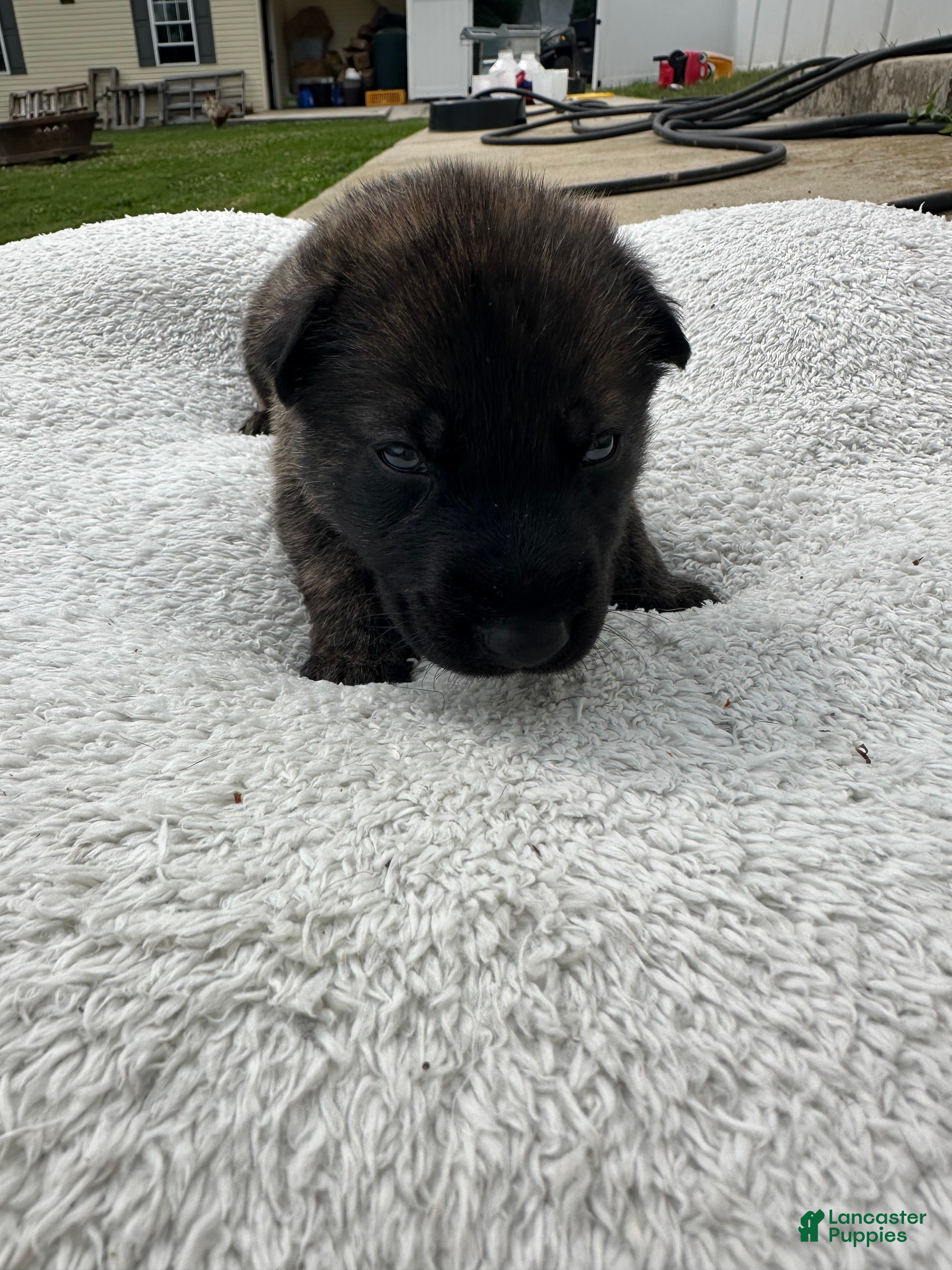 Dutch Shepherd dogs green boy  - Ad 1