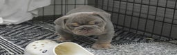 English Bulldog dogs for sale: August - Ad 3