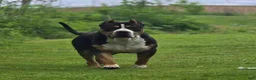 American Bully dogs for sale: XL American Bully 2 - Ad 5