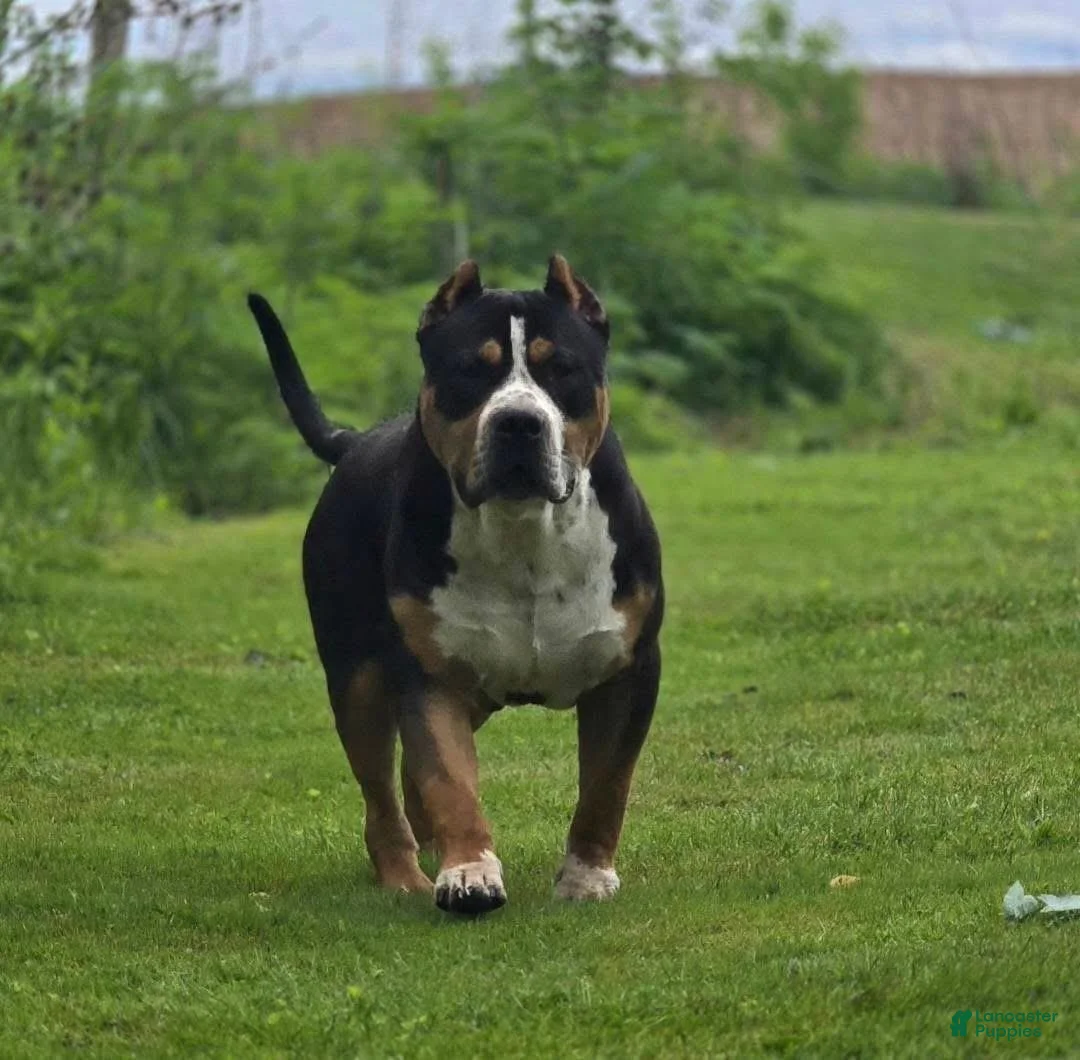 American Bully dogs for sale: XL American Bully 2 - Ad 5