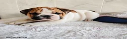 English Bulldog dogs for sale: Rio Grande - Ad 3