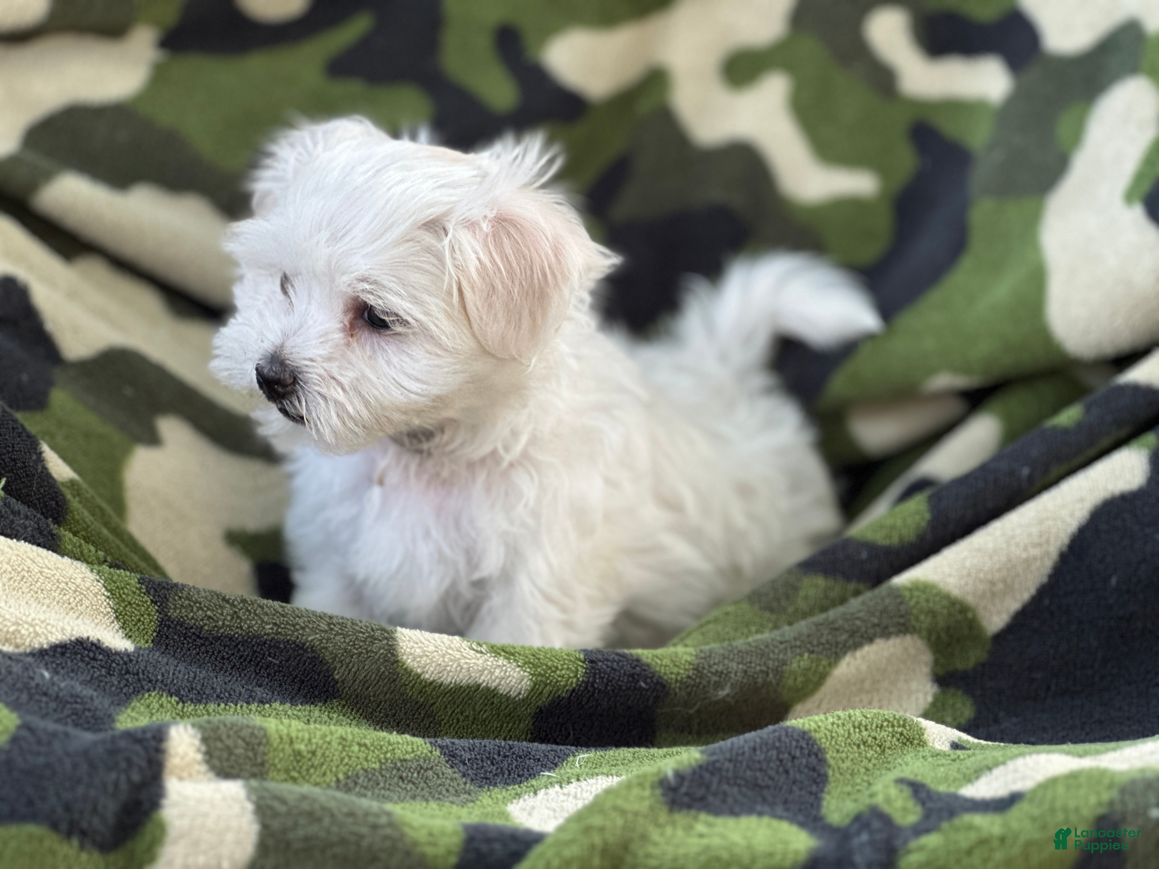 Maltese dogs APRI Maltese - Milo - Ad 2