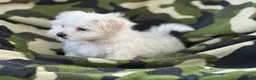Maltese dogs for sale: APRI Maltese - Milo - Ad 2