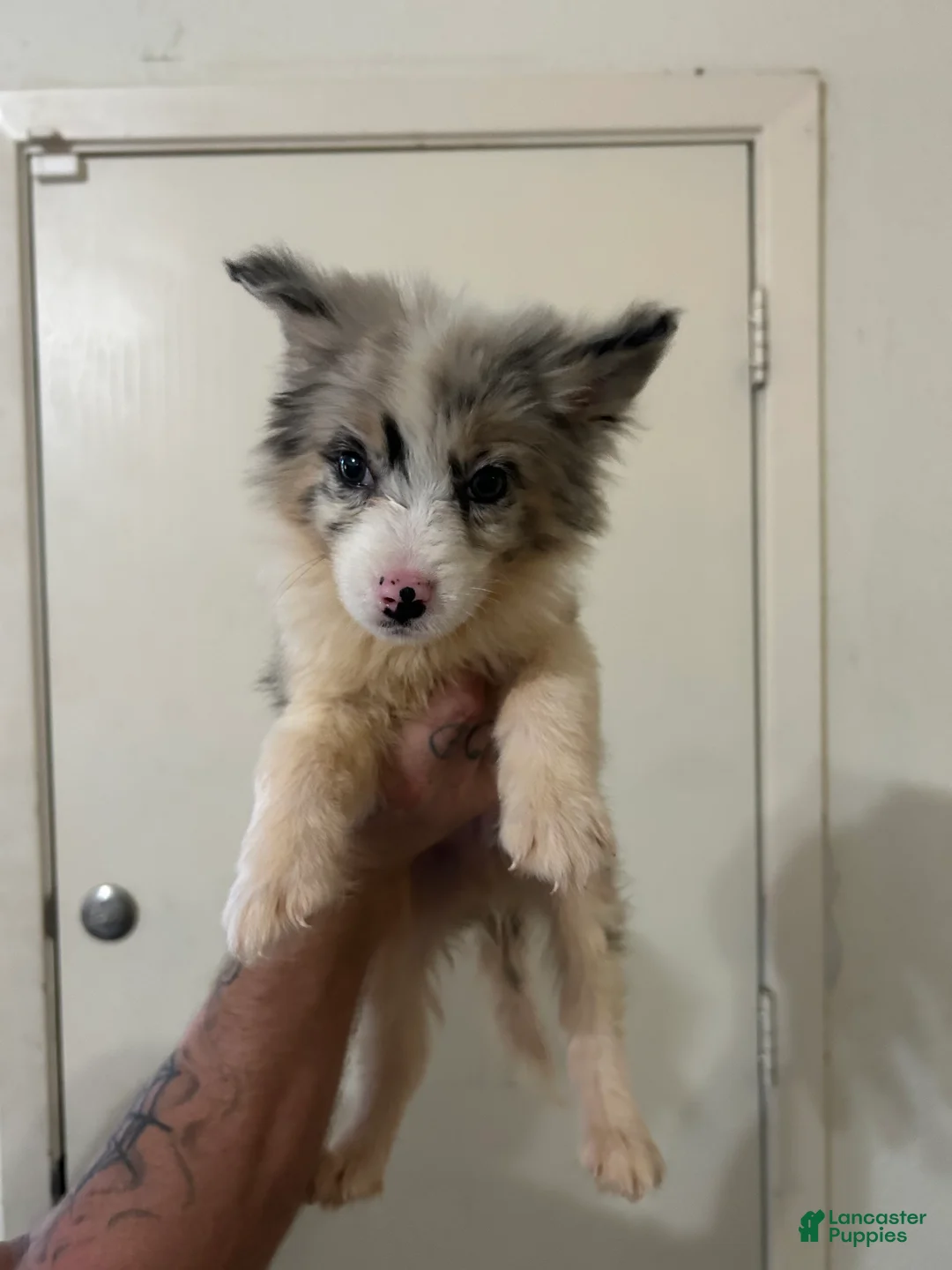 Australian Shepherd dogs for sale: Oreo - Ad 2