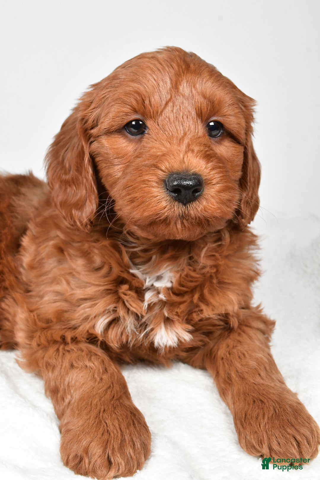 Mini Goldendoodle dogs for sale: Nicholas - Ad 5