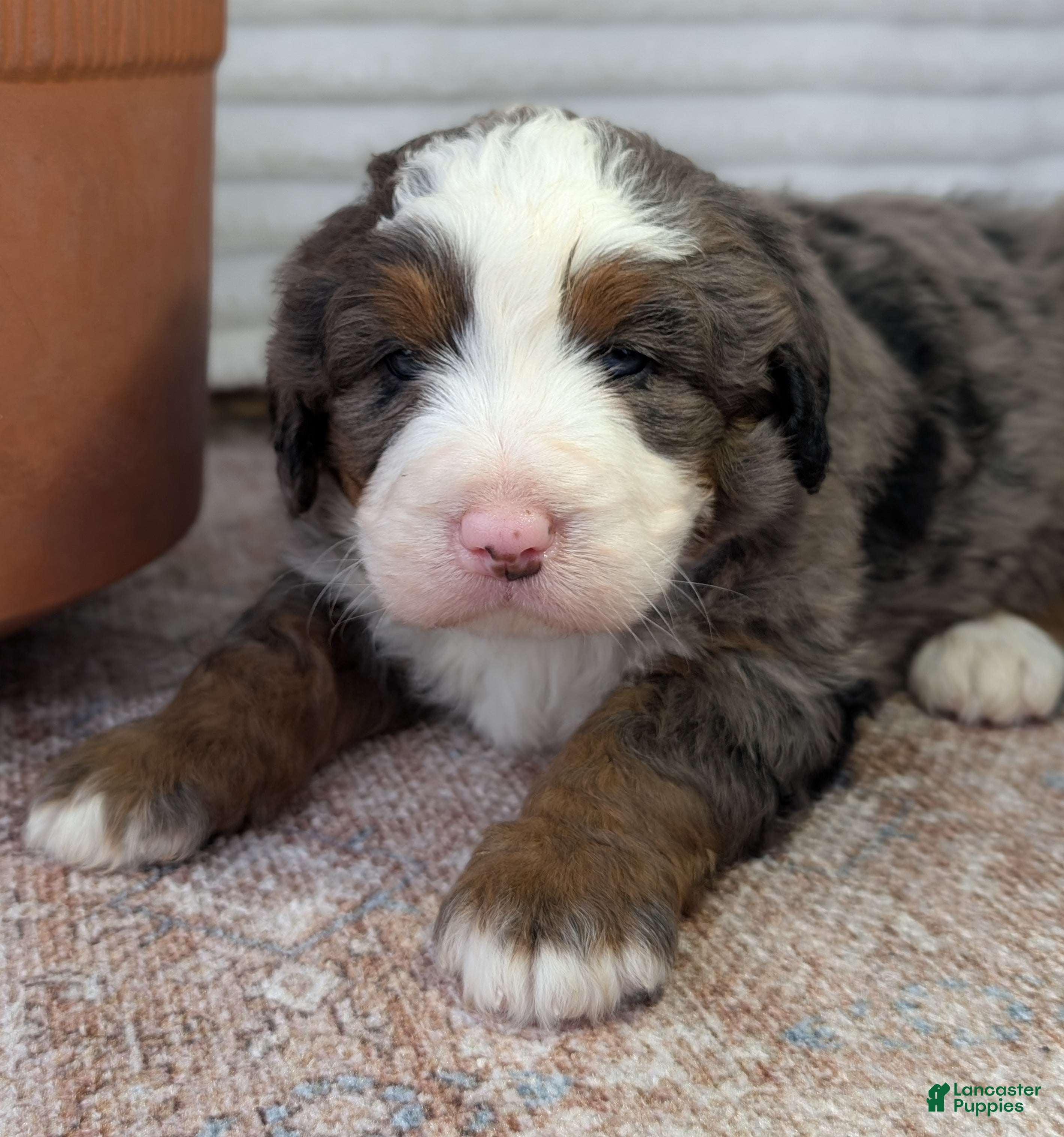 Bernedoodle dogs for sale: Spencer - Ad 11