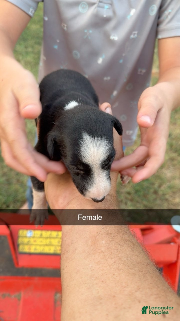 Greyhound dogs Girl 1 - Ad 4