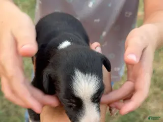 Greyhound dogs Girl 1 - Ad 4