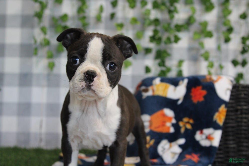 Boston Terrier dogs for sale: Star - Ad 2