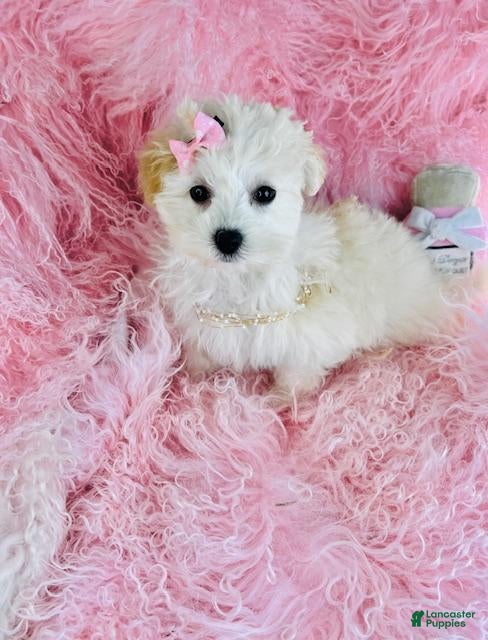 Maltese dogs Maltese 1 - Ad 2