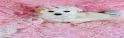 Maltese dogs for sale: Maltese 1 - Ad 2