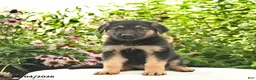 German Shepherd dogs for sale: Lancelot - Ad 3