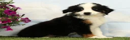 Australian Shepherd dogs for sale: Misty - Ad 3