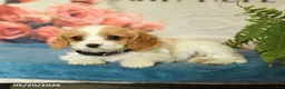 Cavapoo dogs for sale: Magnolia - Ad 4