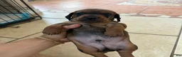 Dachshund dogs for sale: Bo - Ad 5