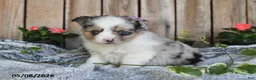 Miniature Australian Shepherd dogs for sale: Paige - Ad 1