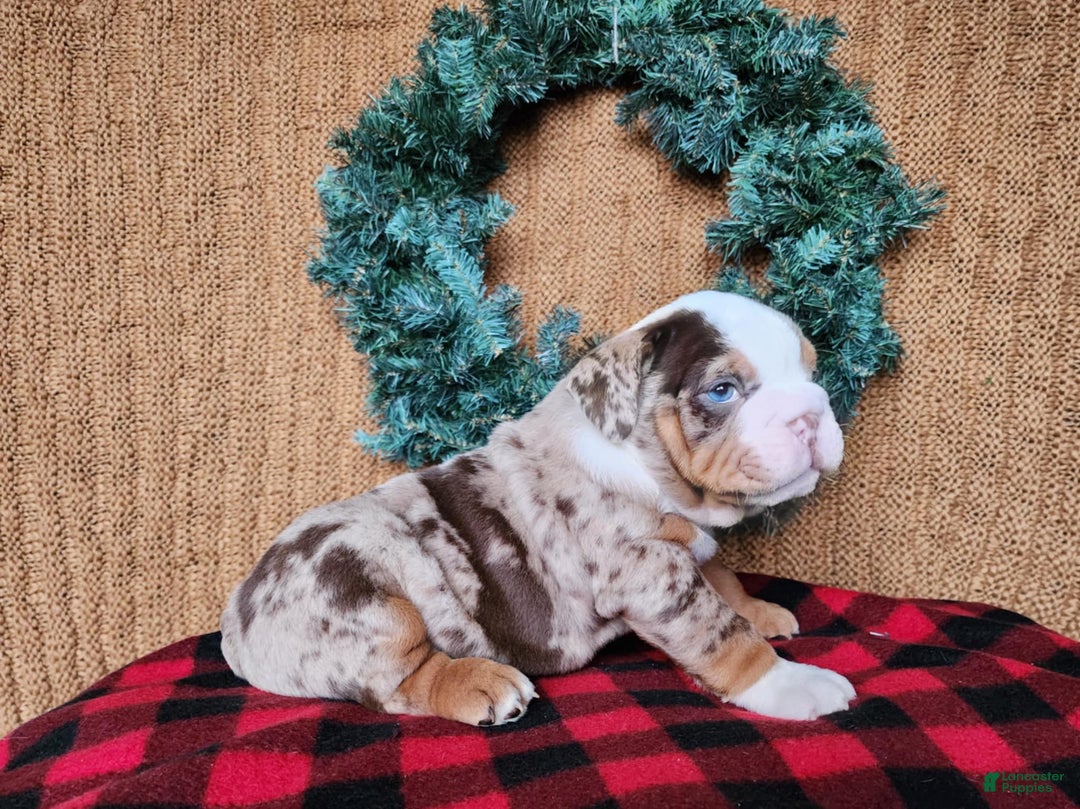 English Bulldog dogs for sale: Frisco - Ad 18