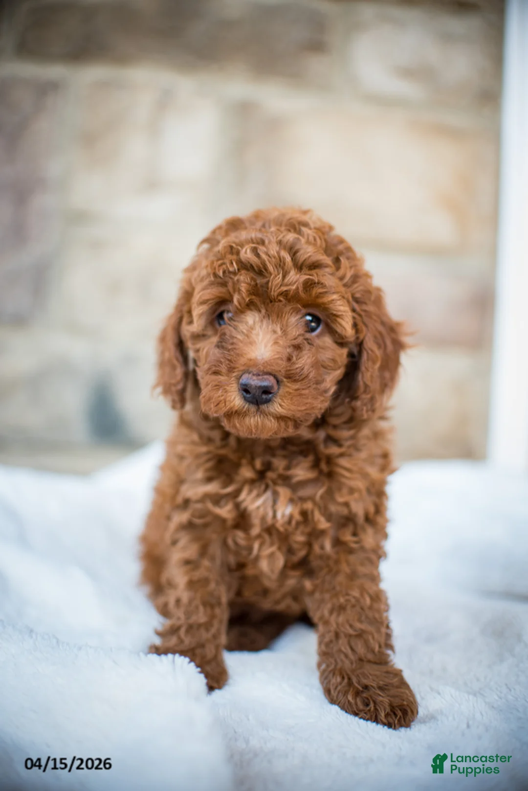 Miniature Poodle dogs for sale: Joy - Ad 7