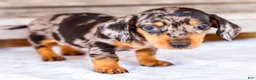 Miniature Dachshund dogs for sale: Casper - Ad 6