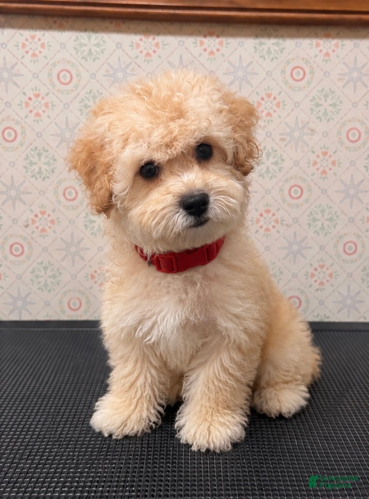Maltipoo dogs Benji - Ad 6