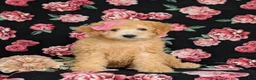 Miniature Labradoodle dogs for sale: Mollie Hypoallergenic - Ad 4