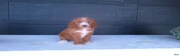Goldendoodle dogs for sale: Kira - Ad 5