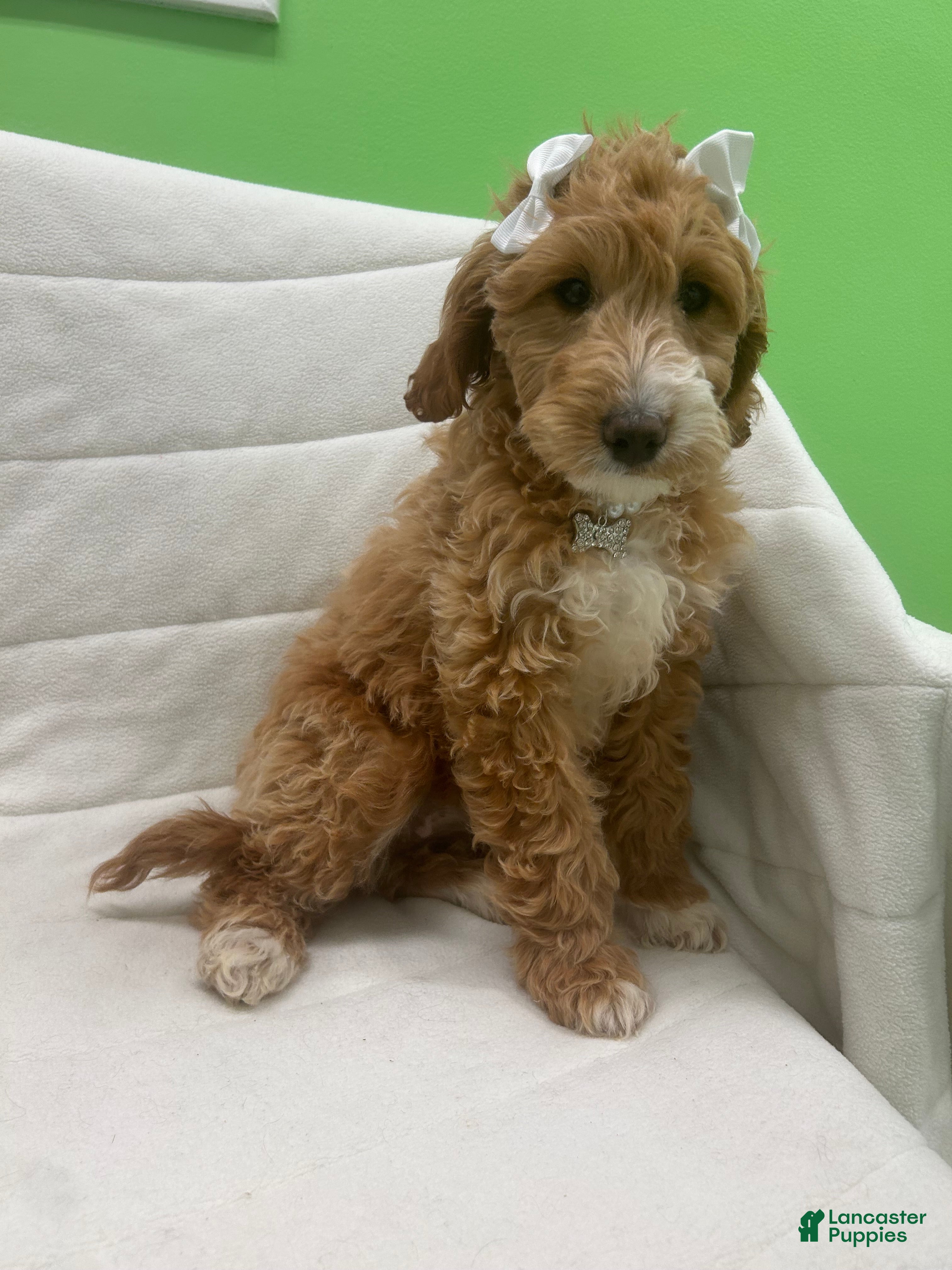 Mini Goldendoodle dogs Mini Goldendoodle Puppy 5 - Ad 3
