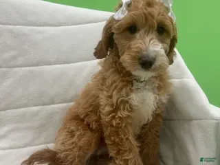 Mini Goldendoodle dogs Mini Goldendoodle Puppy 5 - Ad 24