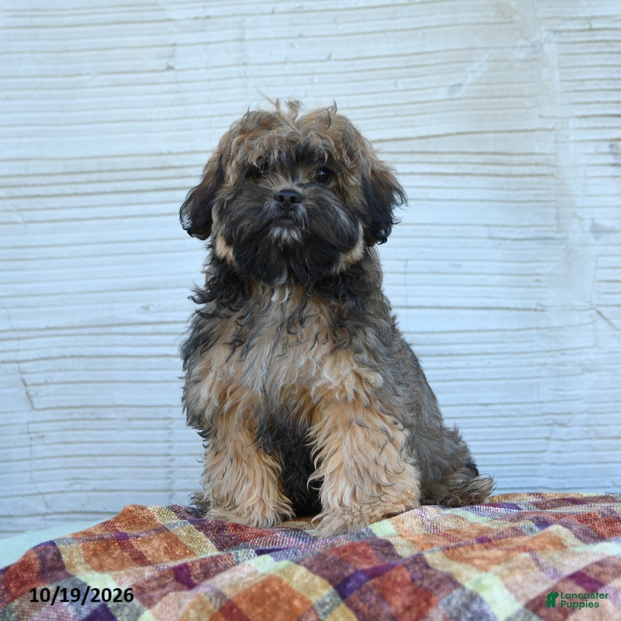 Teddy Bear dogs for sale: Mickey - Ad 1