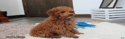 Toy Poodle dogs for sale: Patrick - Ad 10