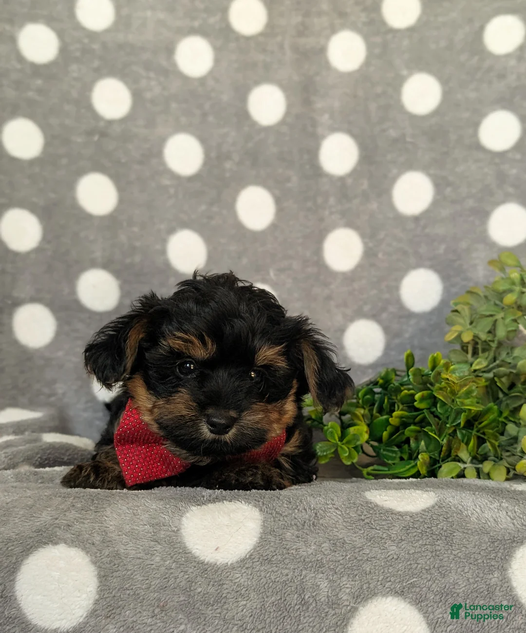 Yorkiepoo dogs for sale: Conroy - Ad 7
