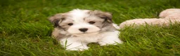Havanese dogs for sale: Darcy Havanese  - Ad 10