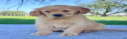 Golden Retriever dogs for sale: Ivy - Ad 2